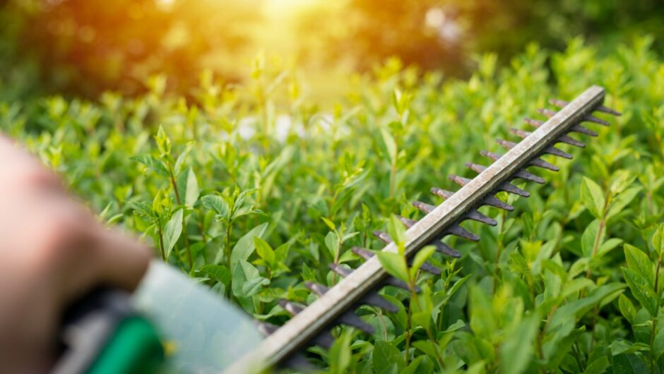 Entretien de jardin : les conseils essentiels pour un extérieur propre et agréable